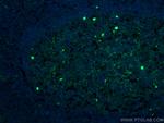 IGHM Antibody in Immunohistochemistry (PFA fixed) (IHC (PFA))