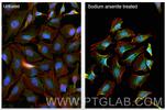 G3BP1 Antibody in Immunocytochemistry (ICC/IF)