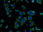 G3BP1 Antibody in Immunocytochemistry (ICC/IF)