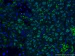 WWTR1 Antibody in Immunohistochemistry (PFA fixed) (IHC (PFA))