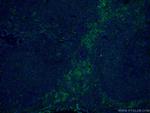 FCGR2A / CD32a Antibody in Immunohistochemistry (PFA fixed) (IHC (PFA))