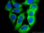 PLDN Antibody in Immunocytochemistry (ICC/IF)