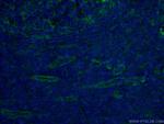 CD151 Antibody in Immunohistochemistry (PFA fixed) (IHC (PFA))