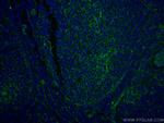 CD151 Antibody in Immunohistochemistry (PFA fixed) (IHC (PFA))