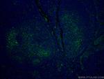 CD151 Antibody in Immunohistochemistry (PFA fixed) (IHC (PFA))