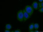 TNFAIP3 Antibody in Immunocytochemistry (ICC/IF)