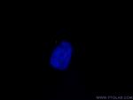 ARL13B Antibody in Immunocytochemistry (ICC/IF)