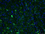 HO-1/HMOX1 Antibody in Immunohistochemistry (PFA fixed) (IHC (PFA))