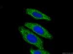 Syntaxin 16 Antibody in Immunocytochemistry (ICC/IF)