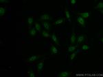 NRF1 Antibody in Immunocytochemistry (ICC/IF)