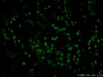 NeuN Antibody in Immunohistochemistry (PFA fixed) (IHC (PFA))