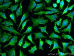 NFS1 Antibody in Immunocytochemistry (ICC/IF)