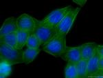 FLNA Antibody in Immunocytochemistry (ICC/IF)