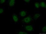 TCF3 Antibody in Immunocytochemistry (ICC/IF)