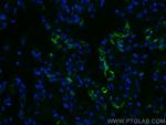 THBD Antibody in Immunohistochemistry (PFA fixed) (IHC (PFA))