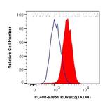 RUVBL2 Antibody in Flow Cytometry (Flow)