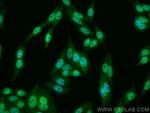 RUVBL2 Antibody in Immunocytochemistry (ICC/IF)