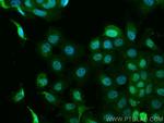 MEK1 Antibody in Immunocytochemistry (ICC/IF)