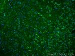 Sortilin Antibody in Immunohistochemistry (PFA fixed) (IHC (PFA))