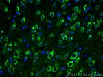 Sortilin Antibody in Immunohistochemistry (PFA fixed) (IHC (PFA))