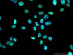 RALY Antibody in Immunocytochemistry (ICC/IF)