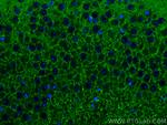 SYNGR1 Antibody in Immunohistochemistry (PFA fixed) (IHC (PFA))