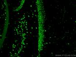 TDP-43 Antibody in Immunohistochemistry (PFA fixed) (IHC (PFA))