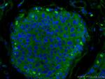 NDE1 Antibody in Immunohistochemistry (Paraffin) (IHC (P))