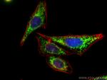 TRAP1 Antibody in Immunocytochemistry (ICC/IF)