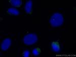 CENPJ Antibody in Immunocytochemistry (ICC/IF)