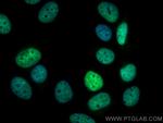 HuR Antibody in Immunocytochemistry (ICC/IF)