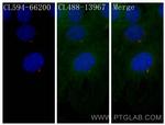 IFT88 Antibody in Immunocytochemistry (ICC/IF)