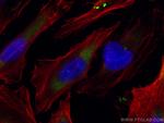 CEP250/CNAP1 Antibody in Immunocytochemistry (ICC/IF)