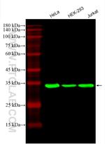 GAPDH Antibody in Western Blot (WB)