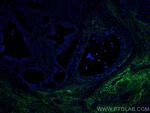 EMILIN1 Antibody in Immunohistochemistry (Paraffin) (IHC (P))