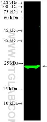 SNAP25 Antibody in Western Blot (WB)