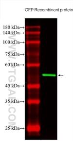 GFP tag Antibody in Western Blot (WB)