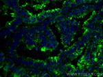 Protein C inhibitor Antibody in Immunohistochemistry (Paraffin) (IHC (P))