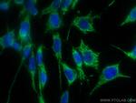 LONP1 Antibody in Immunocytochemistry (ICC/IF)