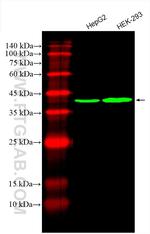 PDH E1 Alpha Antibody in Western Blot (WB)