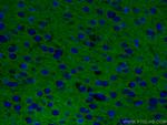 Syntaxin 1A/Syntaxin 1B Antibody in Immunohistochemistry (Paraffin) (IHC (P))