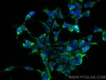 Hsc70 Antibody in Immunocytochemistry (ICC/IF)