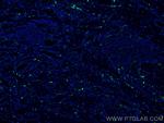 PSAP Antibody in Immunohistochemistry (Paraffin) (IHC (P))