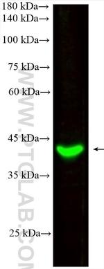 HLA-E Antibody in Western Blot (WB)