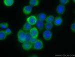 AGR2 Antibody in Immunocytochemistry (ICC/IF)