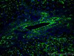 AOC3 Antibody in Immunohistochemistry (Paraffin) (IHC (P))