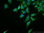 FOX2/RBM9 Antibody in Immunocytochemistry (ICC/IF)