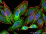 fetuin-B Antibody in Immunocytochemistry (ICC/IF)