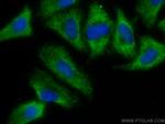 PEPD Antibody in Immunocytochemistry (ICC/IF)