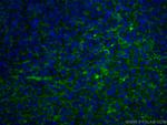 LAIR1 Antibody in Immunohistochemistry (Paraffin) (IHC (P))